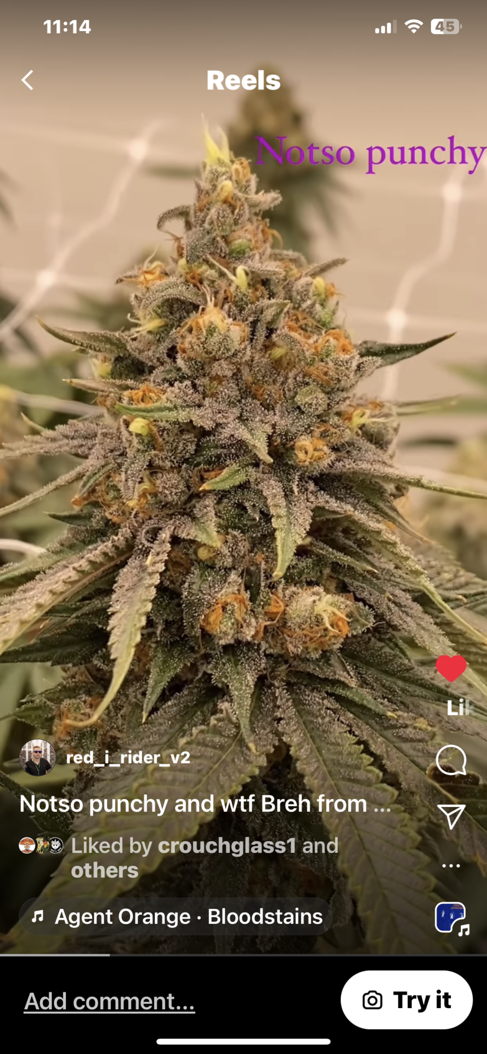 NotVeryPunchy Mandlebrot’s Headband x Chemdog D (CSI) x Punchy