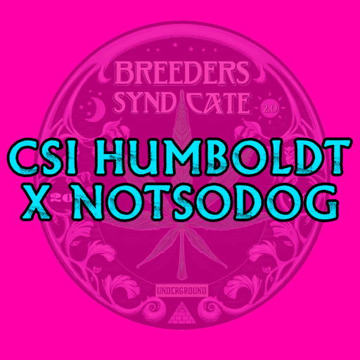 CSI x NOTSODOG Headband (Notdog's Cut) x Chemdog D FEMINIZED