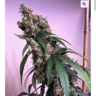 Sludgeberry (Shoreline Clone Only) x Blue Bonnet F2